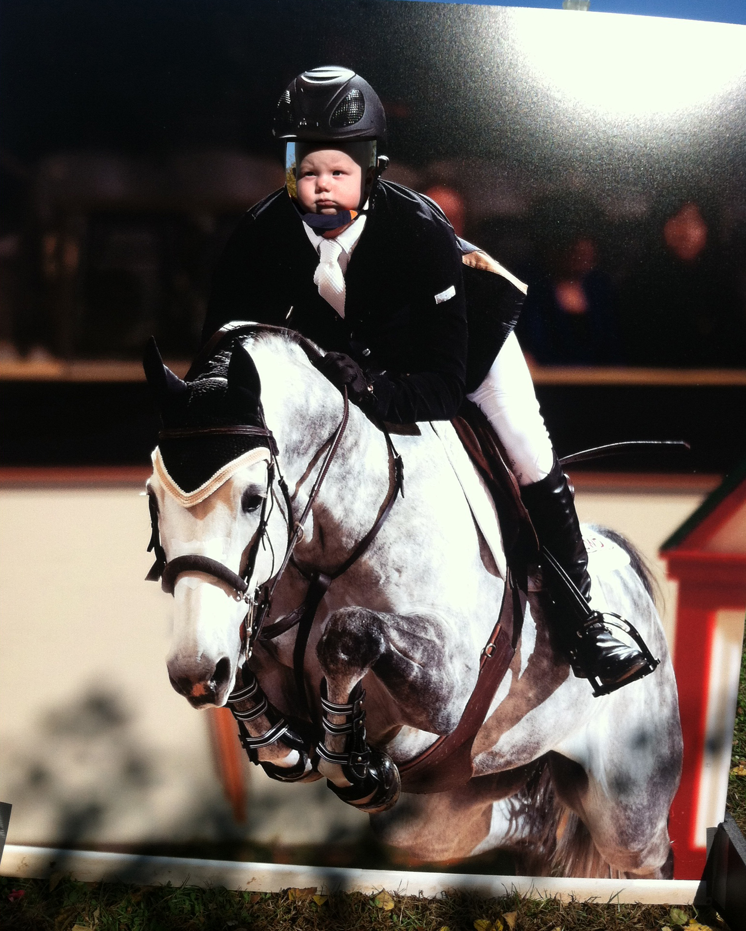 Toby show jumper
