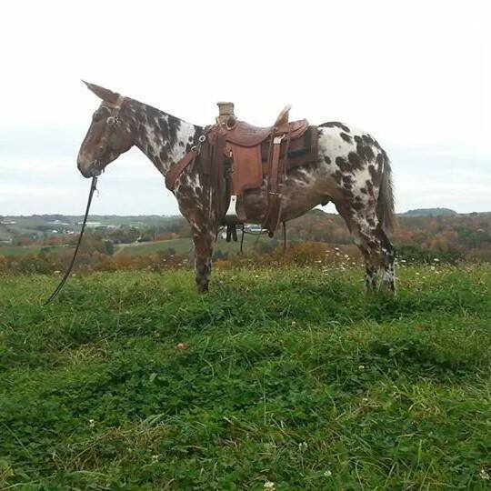 Buckeye western