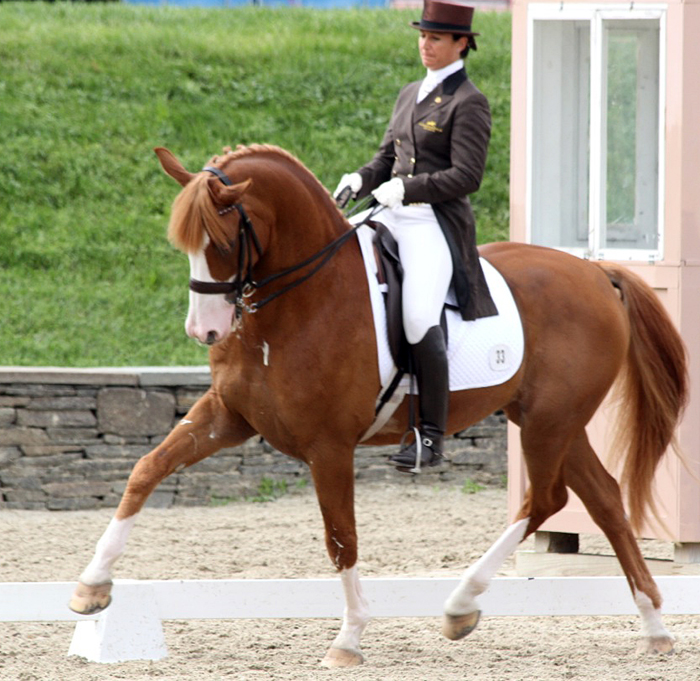 Stubben Saddle