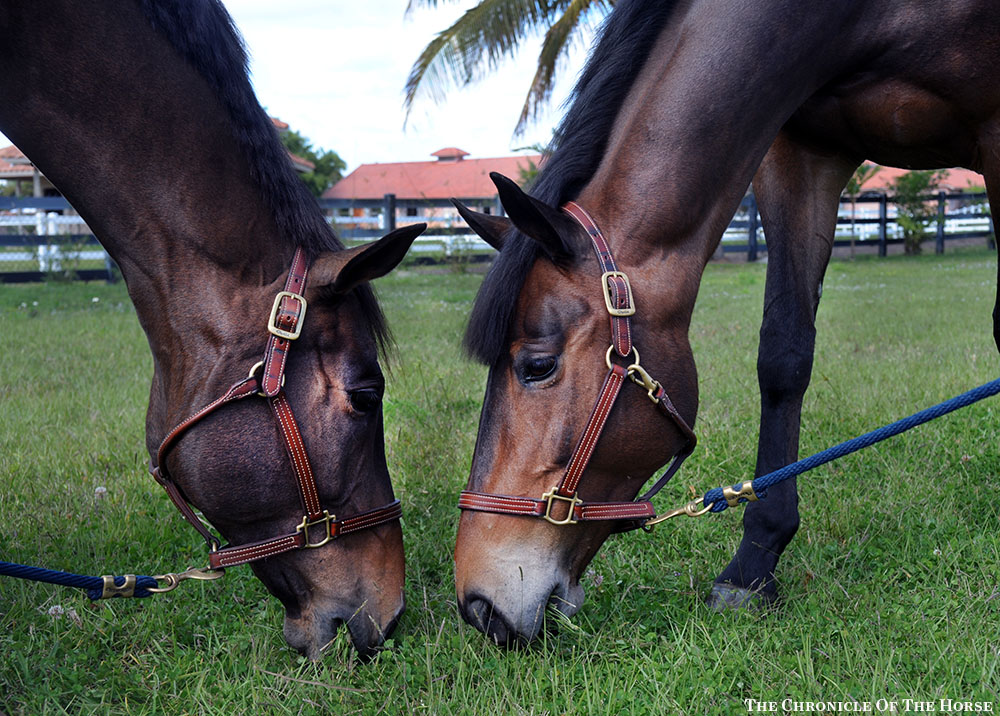 Nouvelle and Deauville S