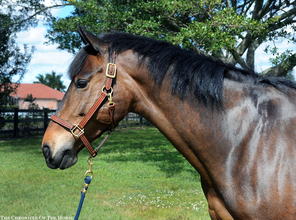 Chia Pet Horse - Pet's Gallery