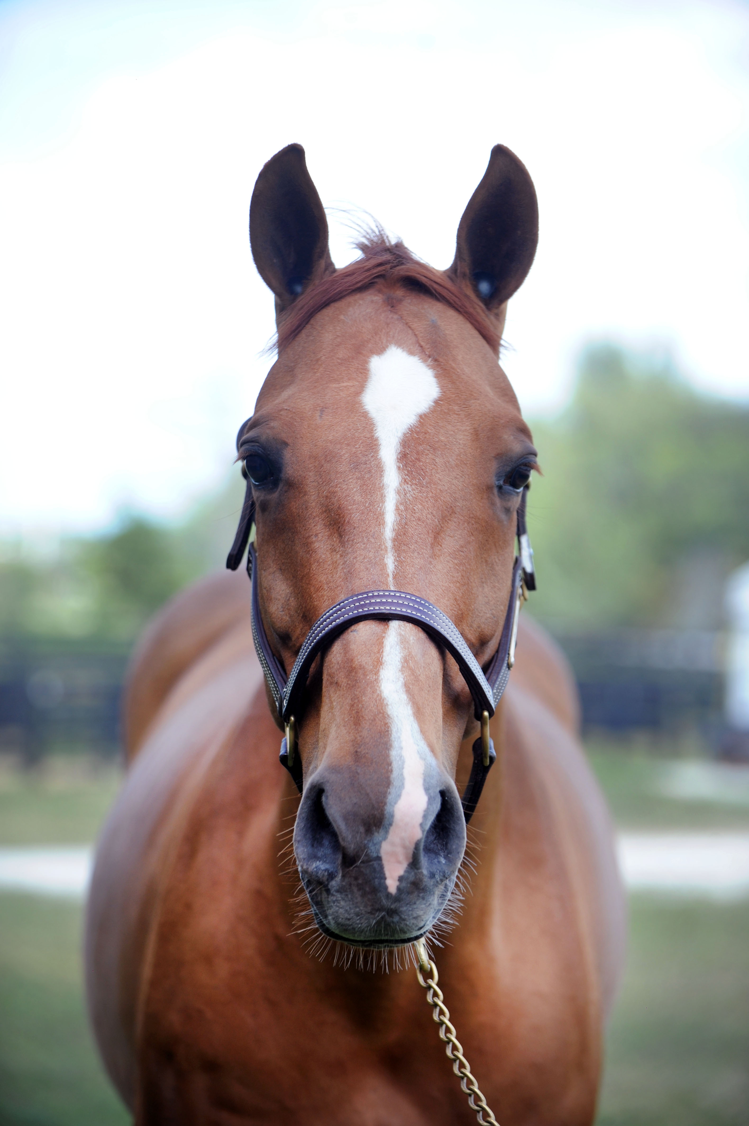 Behind Stall Door With: Big - The of the Horse