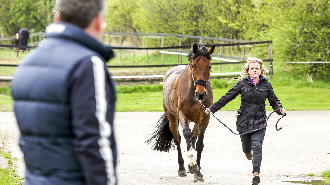 26.04.2018, Wardow, Mecklenburg-Vorpommern, GER - Pferd wird vor einem Tierarzt auf Asphaltboden vorgetrabt. (an der Hand, Anamnese, Anamneseuntersuchung, Ankaufsuntersuchung, Asphalt, Asphaltboden, Beton, bewegen, Bewegung, Boden, Diagnose, Diagnostik, Frau, Gangart, lahm, Lahmheitspruefung, Lahmheitsueberpruefung, Pferd, Pferdepflegerin, pruefen, Pruefung, Steinboden, Tiermedizin, Trab, traben, ueberpruefen, Ueberpruefung, untersuchen, Untersuchung, Veterinaermedizin, vortraben, Vortraben, Warmblueter, Warmblut, Tierarzt, Veterinaer, Veterinär, prüfen, Prüfung, überprüfen, Überprüfung, Lahmheitsprüfung, Lahmheitsüberprüfung, Warmblüter, Veterinärmedizin) 180426D211WARDOW.JPG [Copyright (c) Frank Sorge, Fotograf, Tel. 0049(0)3078705340, Mobil: 0049(0)178 788 5678, Fax: 0049(0)30 78705341, web: www.galoppfoto.de, e-mail: info@galoppfoto.de, Bankverbindung: BIC: BELADEBEXXX, IBAN: DE10 100500000620159286 - NO MODEL RELEASE - bei Verwendung des Fotos ausserhalb journalistischer Zwecke bitte Ruecksprache halten - Foto ist honorarpflichtig!]